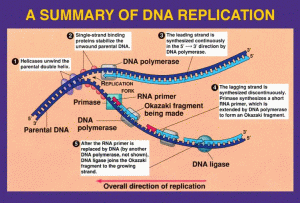 DNA-20replication